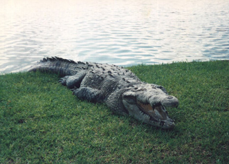 Florida Gator